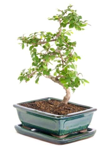 The perfect beginners bonsai