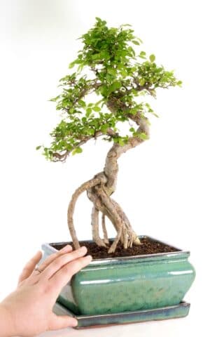 Brilliant larger sized bonsai with exposed root design