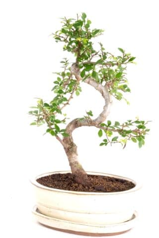 Small Chinese elm bonsai in cream ceramic pot
