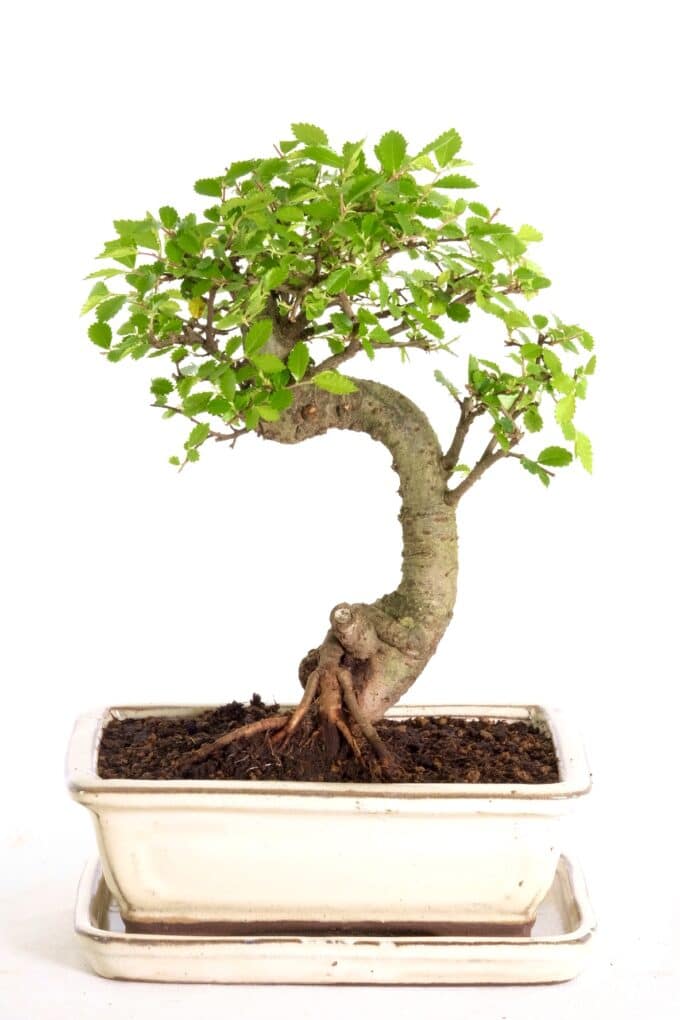 Pretty miniature Chinese elm bonsai in cream ceramic pot