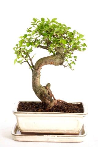 perfect bonsai to grow and prune