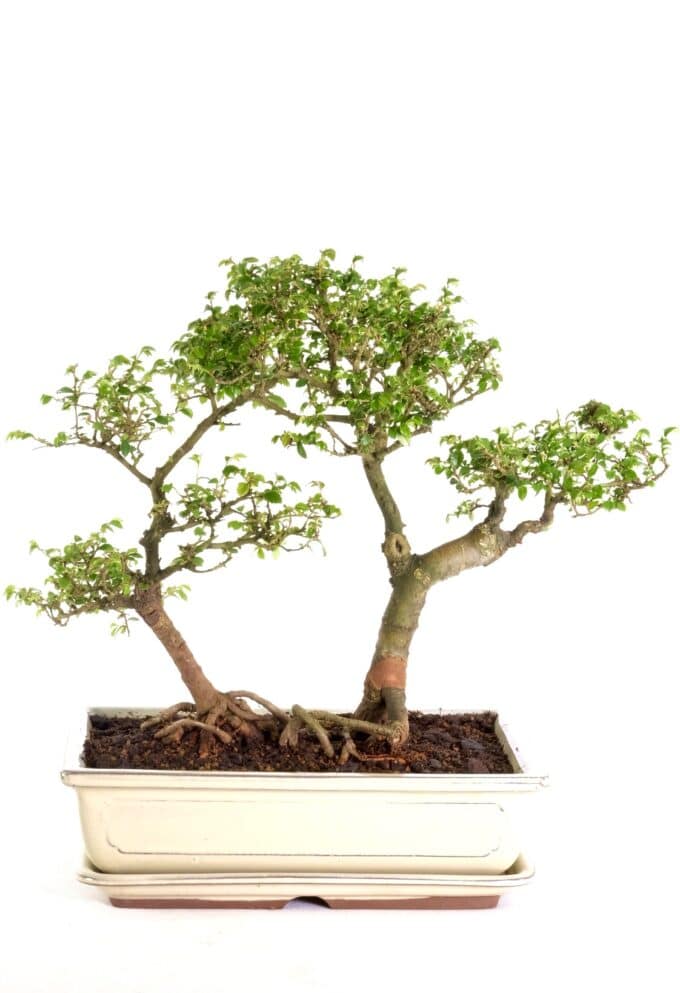 Sunning twin Chinese elm bonsai in cream ceramic pot