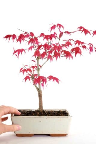 Exceptional out door bonsai with immense character