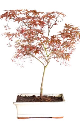 A magnificent large Japanese red maple bonsai