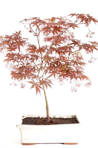 Acer Palmatum maple for sale