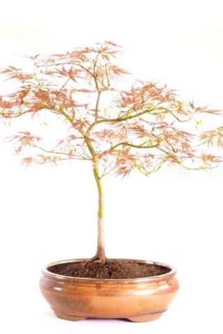 An exemplary Acer Palmatum Bonsai for sale in Copperpot