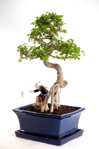 Perfect gift for a bonsai beginner