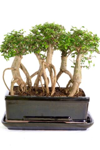 Miniature forest of bonsai in chunky black ceramic pot