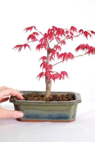 Beautiful maple with vibrant red leaves
