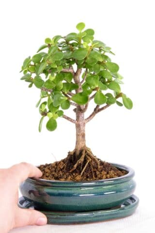 Adorable jade bonsai with open branch structure