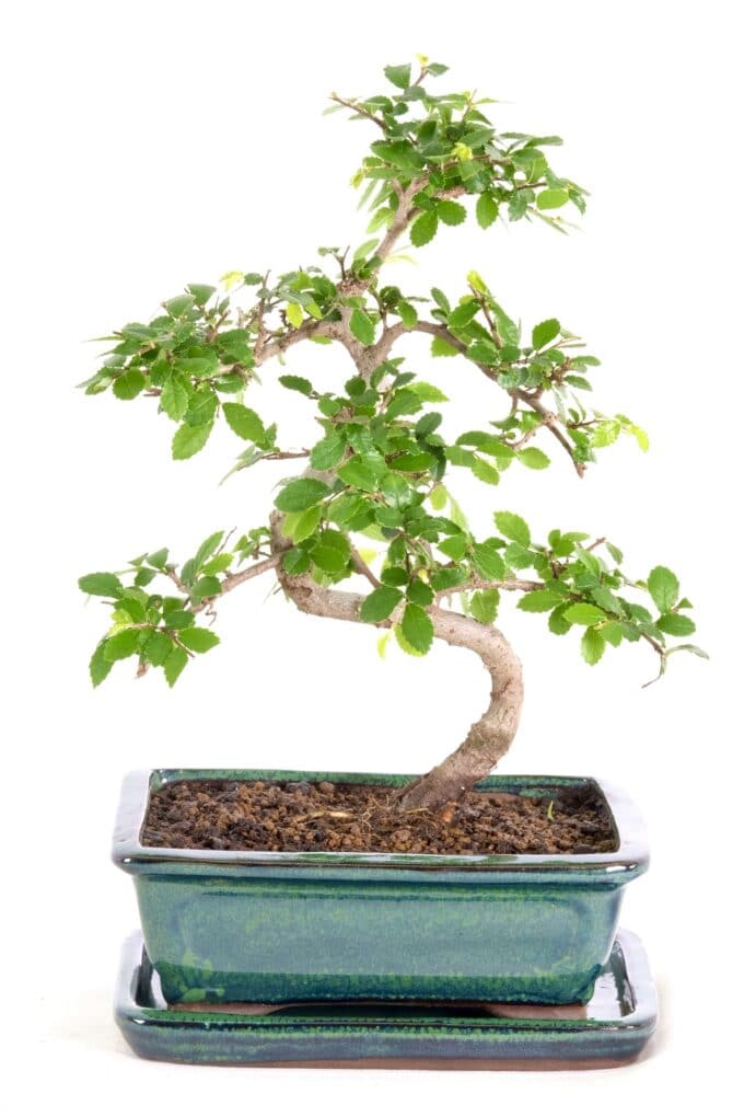 Exquisite miniature bonsai with perfect form