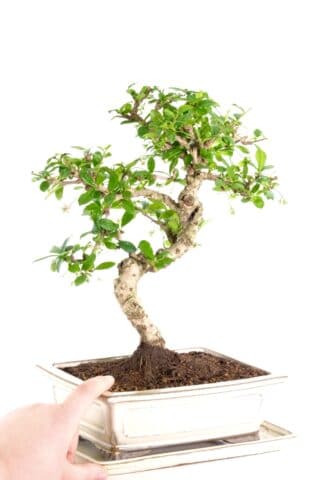 Brilliant Carmona bonsai with fantastic structure and design