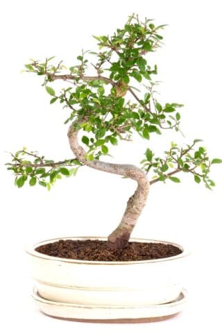 Fantastic bonsai fun to grow and prune
