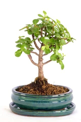 premium range bonsai easy to care for