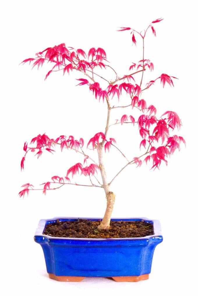 A very pretty Japanese red maple in vibrant blue pot