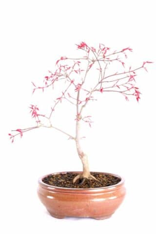 Stunning Japanese maple bonsai in copper ceramic pot