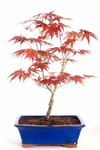 Excellent Japanese red maple in royal blue ceramic pot