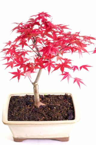 Stylish Japanese Red Maple in ivory pot