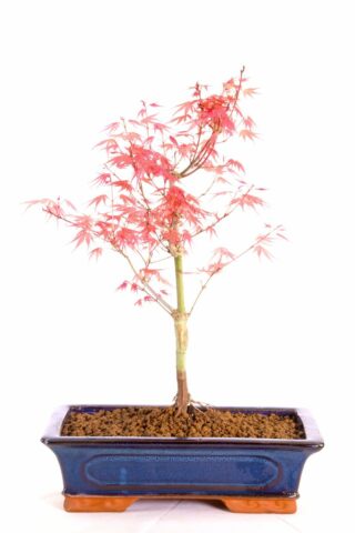 An elegant Japanese red maple for sale