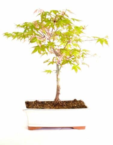 Wondrous pink and green leaved maple Bonsai for sale