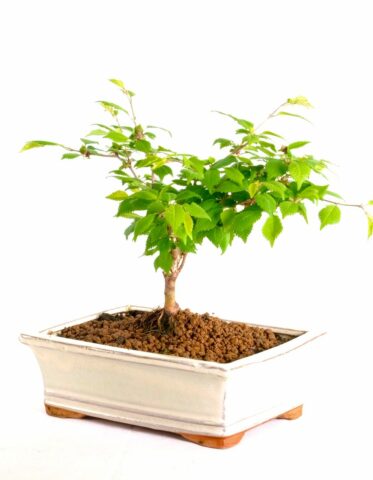 An ideal and beautiful starter bonsai to grow on & develop