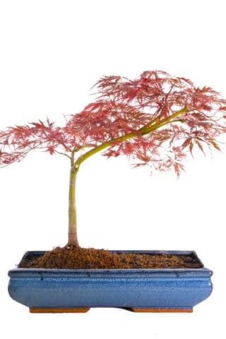 Exemplary mature windswept style Japanese Red Maple bonsai