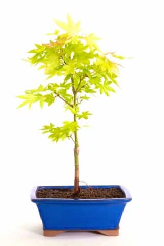 A perfect starter bonsai to grow on & develop
