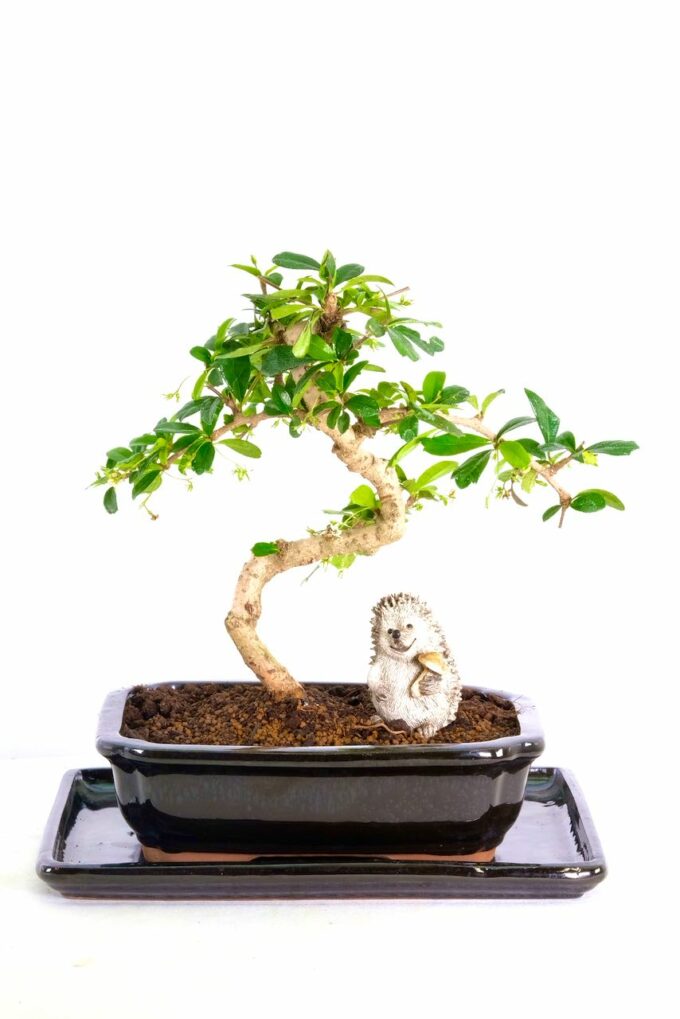 Sweeping Oriental Tea Tree bonsai for sale UK