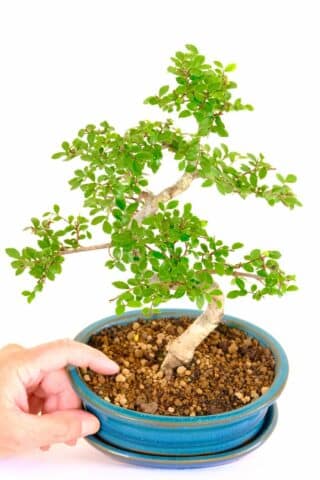 An all time woodland bonsai favourite in turquoise pot