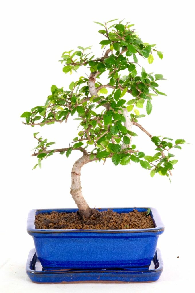 Quirky Chinese Elm bonsai for sale UK
