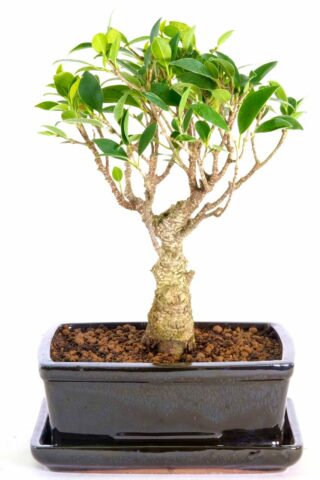 Stunning broom-style ficus bonsai