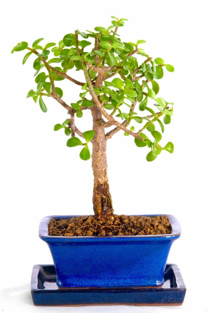 Broom-Style Jade bonsai for sale UK
