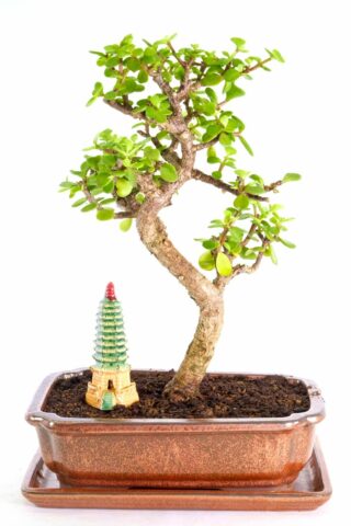 Phenomenal Jade bonsai for sale UK