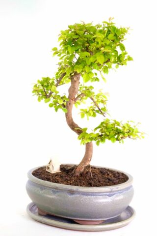 A beautiful fruiting indoor bonsai tree for sale