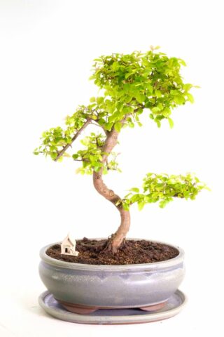 Wonderfully curving Sweet Plum beginners indoor bonsai