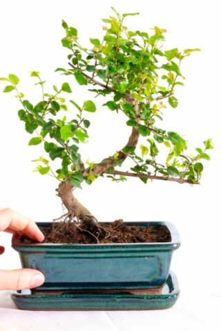 Highly artistic bonsai with multi-tonal foliage