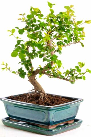 Brilliant little bonsai- Perfect for beginners!