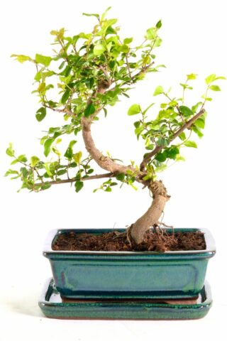 Fantastic sageretia bonsai with small fruits in Summer months