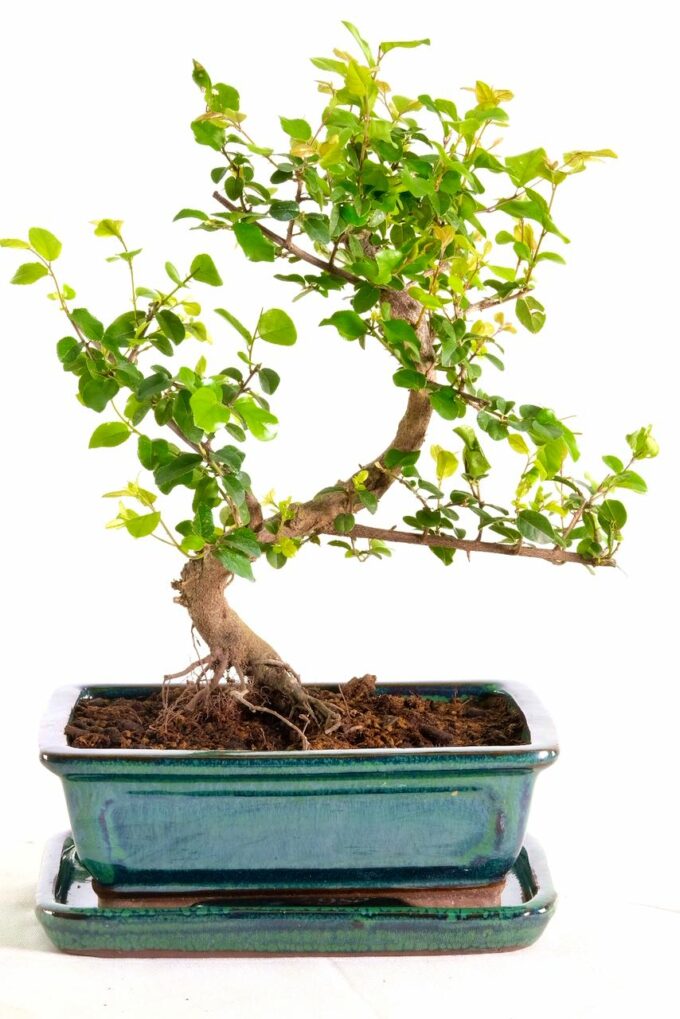 Adorable Chinese sweet plum bonsai in green ceramic pot