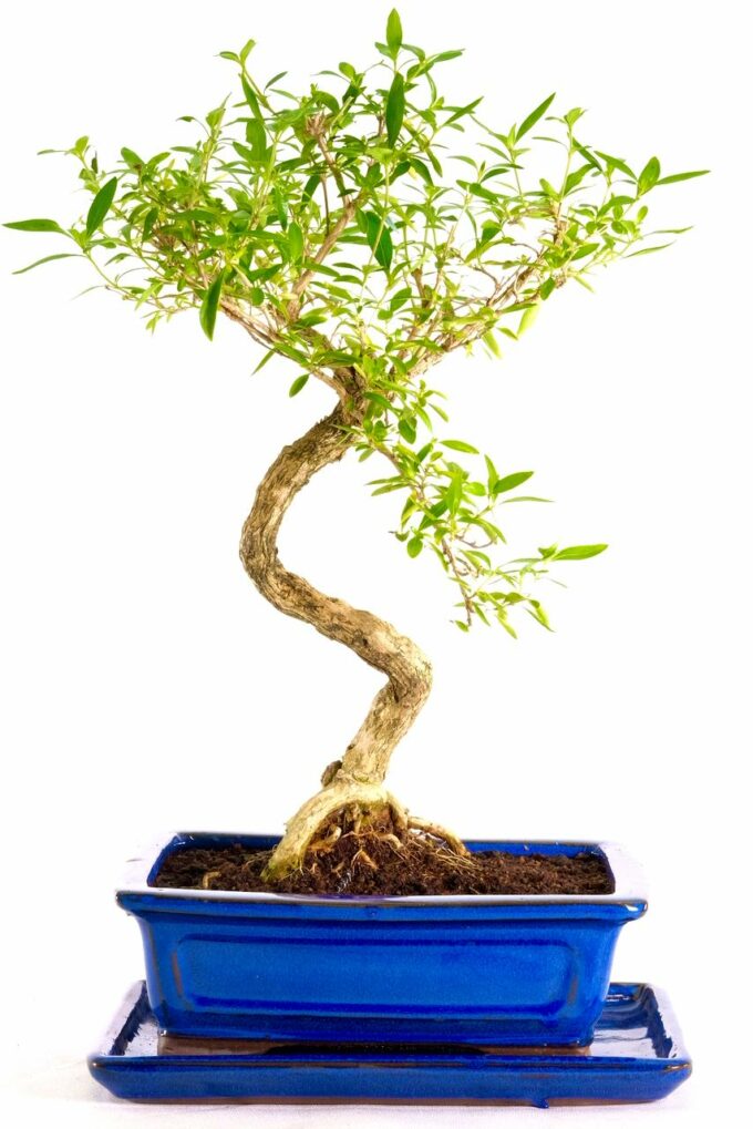 Twisty Tree of a Thousand Stars bonsai for sale UK
