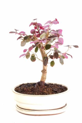 a beautiful living ornament for any garden or balcony