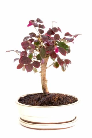 Beautiful blush bonsai with deep purple foliage
