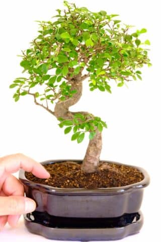 A choice bonsai tree variety for beginners
