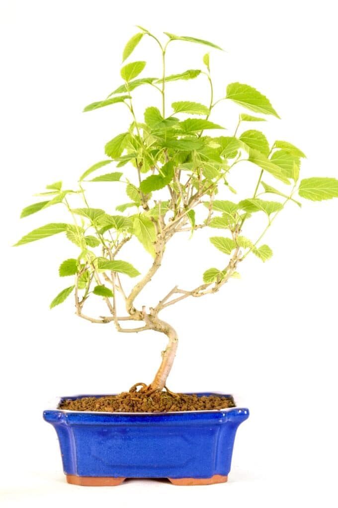 A beautiful and creative Mulberry fruiting bonsai