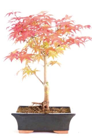 Outdoor Japanese red maple with excellent vibrant orange foliage