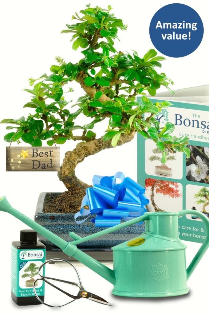 Adorable miniature Chinese Elm starter Bonsai Father's day Gift