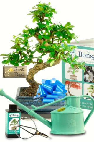 Flowering Oriental Tea Tree bonsai complete with drip tray, bonsai feed, pruning scissors, watering. book and best dad tag.