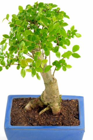 Full even canopy of miniature leaves & strong powerful trunk design