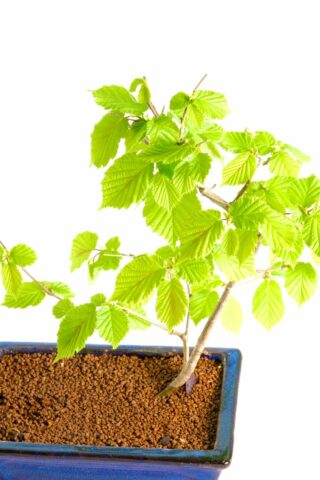 Grow on and develop this lovely starter bonsai for beginners