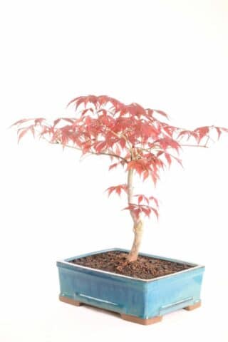 An exquisite bonsai in fresh turqoise pot to highlight the leaves